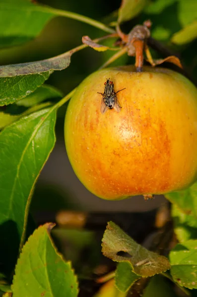 Elma Ağacındaki Bir Elmaya Tünemiş Kelebek — Stok fotoğraf