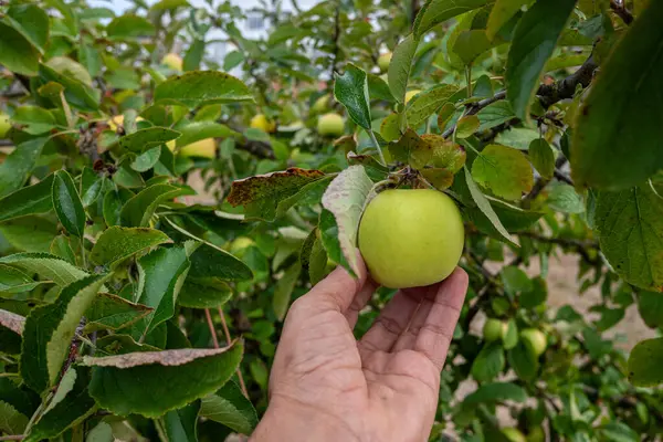 Ağacın Dalından Organik Olarak Yetişmiş Bir Elma Koparan Bir — Stok fotoğraf