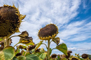 Bulutlu bir günde ayçiçeği tarlası