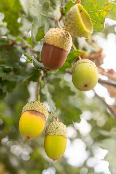 Detail of several acorns on the branch of an oak tree.