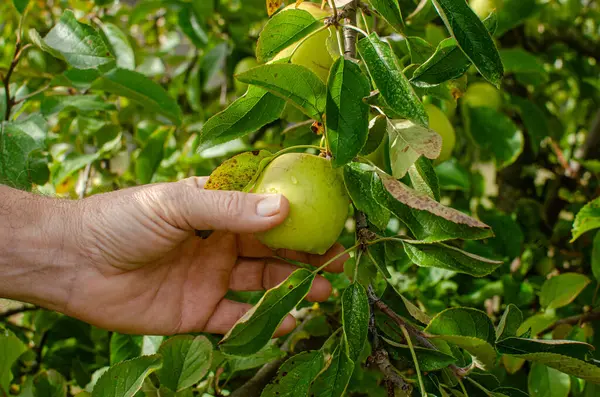 Ağaçtan Elma Toplayan Bir Adamın Eli — Stok fotoğraf