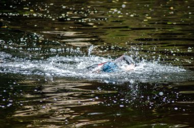 Nehirde yüzen bir adam.