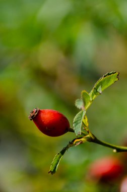 Rosa Elanteria, bulanık yeşil arka planda bir gül kalçası ayrıntısı