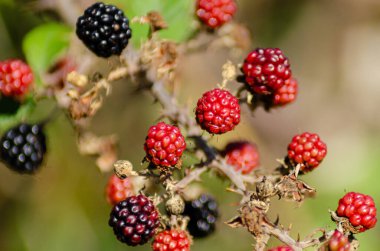 Kırmızı ve siyah arka planı bulanık böğürtlenler