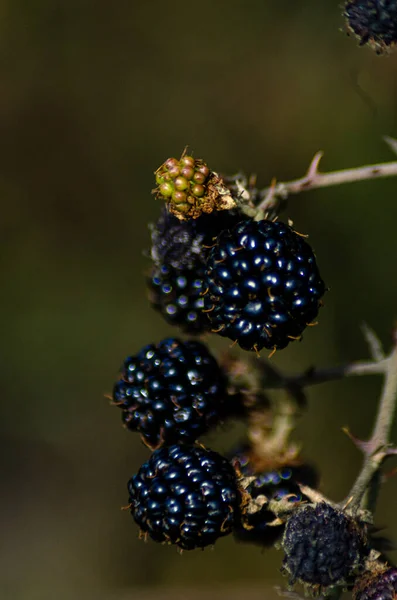 夏日阳光明媚的花园里 漆黑的野黑莓灌木和枝条分散了人们的注意力 — 图库照片