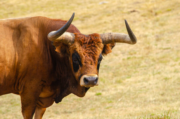 Toro Raza Autóctona Del Norte Portugal Raza Barrosa — Foto de Stock