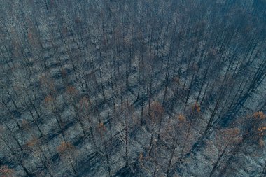 Çam ormanı orman yangını ve insansız hava aracı manzarasıyla harap oldu.