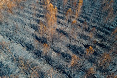 Orman yangını tarafından yok edilen Çam Ormanı 'nın AERİAL DRON görüntüsü