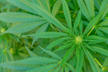 Çiçekli Cannavis sativa bitkisi, tıbbi marihuana