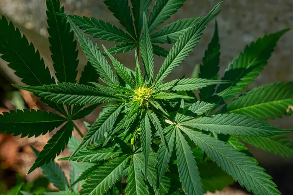 Cannavis sativa bitkisi çiçek açıyor, tıbbi marihuana.