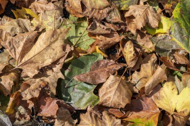 arka planını düşen sonbahar yaprakları.