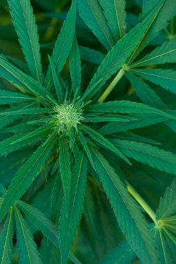 Bahçede yeşil marihuana, yakın görüş, kenevir bitkisi