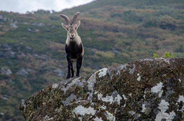 Dağ keçisi bir kayanın üzerinde hareketsiz duruyor. Capra pyrenaica lusitanica. Portekiz.