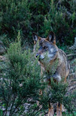 Praia Norte sahiline, uçurumlara ve Nazare deniz feneri pelerinine. Portekiz.
