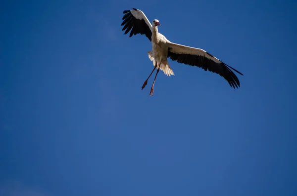 Flying European White Stork Ciconia Ciconia Ciconia — Stock Photo, Image
