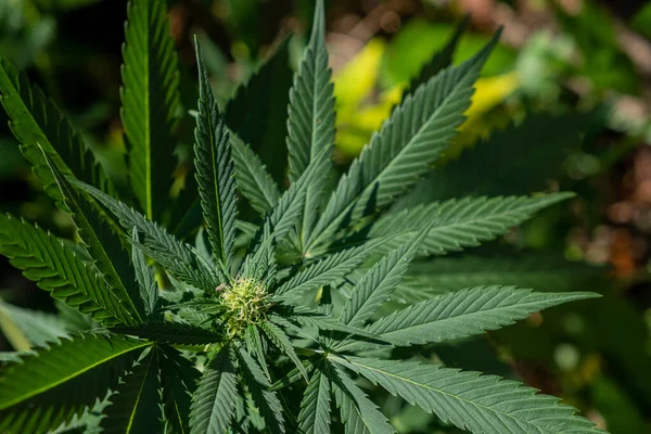 Närbild Gröna Blad Cannabis — Stockfoto