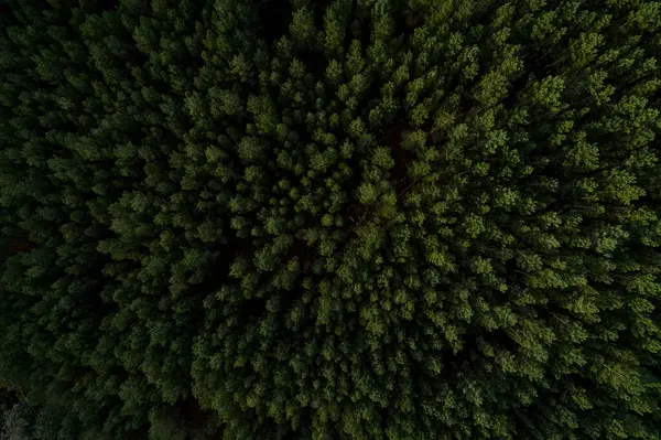 Luftaufnahme Von Oben Eines Kiefernwaldes — Stockfoto