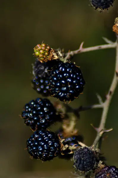 Close Photo Blackberries Out Focus Background — Stock Photo, Image