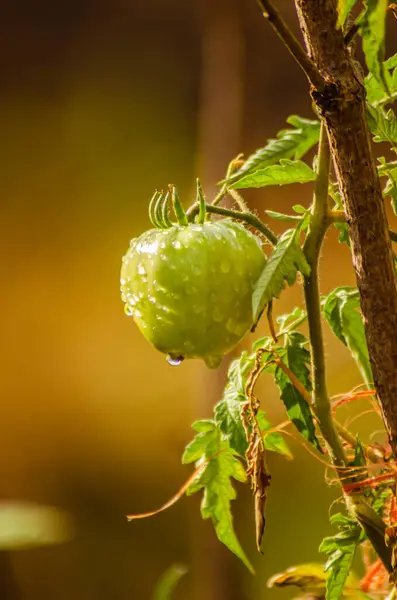 green tomato ripening on the branch after the rain, golden hour