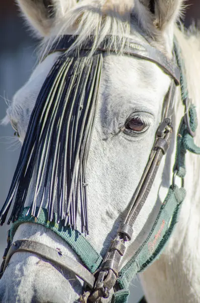 Portret Van Een Wit Paardenhoofd Met Lederen Hoofdstel — Stockfoto