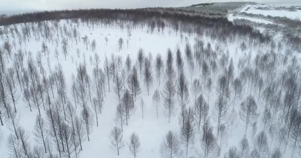 Aerial Video Drone Pine Forest Burned Forest Fire Covered Snow — Stock Video