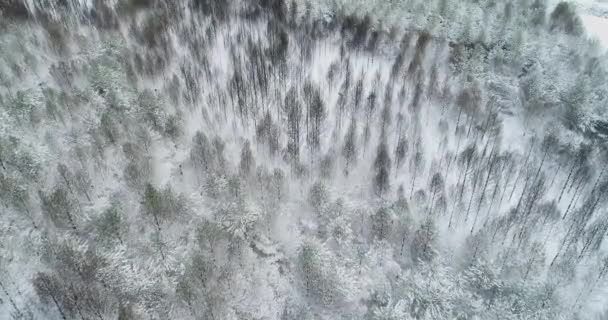Letecký Videozáznam Dronem Borový Les Spálený Lesním Požárem Pokrytým Sněhem — Stock video