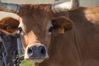 Portekiz 'in kuzeyinde yetişen Barrosa cinsi bir ineğin portresi.