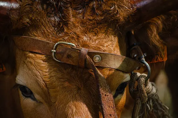Портрет Коровы Баррозы Родом Северной Португалии — стоковое фото