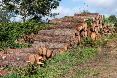 Çam gövdeleri kesilmiş ve istiflenmiş, ormancılık işi konsepti