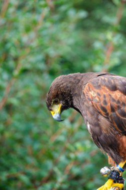 Bir Harris kartalı portresi, Parabuteo Unicinctus