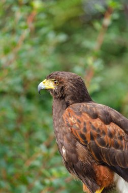 Bir Harris Hawk Portresi, Parabuteo Unicinctus