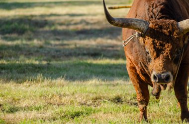 Bull of the Barrosa breed, native to the North of Portugal. clipart