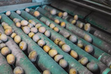 Hasat ve tarım işlerinden sonra patatesler taşıyıcı bantta.