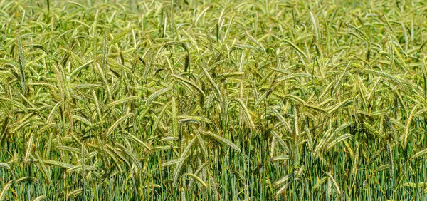 unripened spring wheat plantation, horizontal banner
