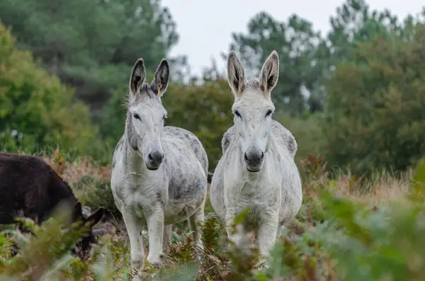 two white donkeys on the mountain looking at the camera