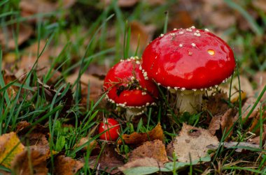 Amanita muscaria mantar sonbahar ormandaki