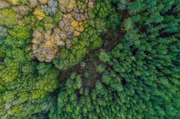 Drone Vista Aerea Una Montagna Con Pineta Foresta Decidua Fotografia Stock