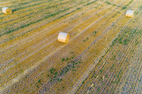 drone aerial view of a wheat farm after harvest, with rollers of straw.