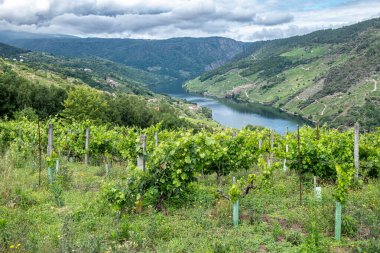 Sil nehrinin kanyonundaki üzüm bağları. Ribeira Sacra. İspanya