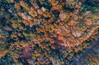 Sonbaharda yaprak döken bir ormanın havadan görünüşü