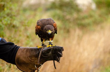 Harris Eagle Falconer 'ın eline tünedi. Parabuteo Unicinctus