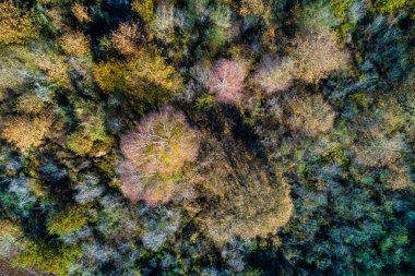 Sonbaharda karışık yaprak döken bir ormanın insansız hava görüntüsü