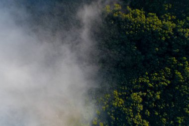 İlkbaharda sisli karışık yaprak döken bir ormanın insansız hava görüntüsü