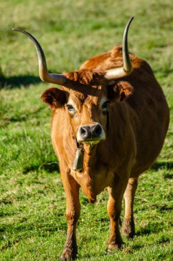 Portekiz 'in kuzeyinde, Barrosa cinsi inekler tipik Tras-os-montes ineği.
