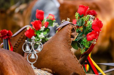 Bir çiftlik hayvanı yarışması için süslenmiş tipik Portekiz ineği.