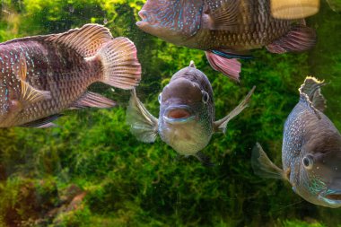 Evcil bir akvaryumdaki bazı balıkların manzarası