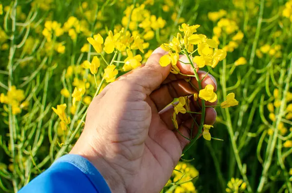man\'s hand holding the flower of an oilseed rape plant