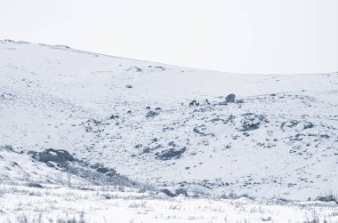 Peneda-Geres Ulusal Parkı 'nda karlı bir manzara. Kuzey Portekiz