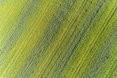 Kolza tohumu ekilmiş tarım arazisi, insansız hava aracı ile hava fotoğrafı. Özgeçmiş için detaylı doku. Kanola ya da colza. İlkbahar