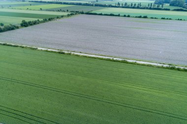 saban tarlalarının havadan görünüşü ve tozlu ve tahıl ekinleri.